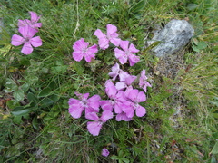 Dianthus alpinus