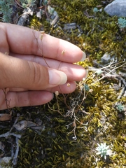 Saxifraga tridactylites
