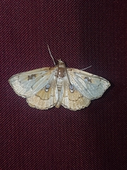 Cacographis osteolalis