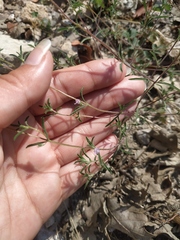Satureja hortensis
