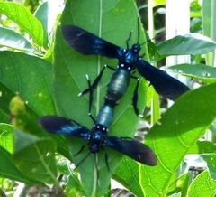 Macrocneme chrysitis