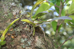 Bulbophyllum elliotii