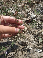 Satureja hortensis