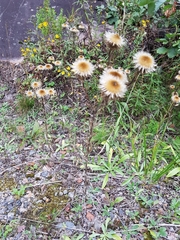 Carlina biebersteinii