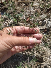 Satureja hortensis