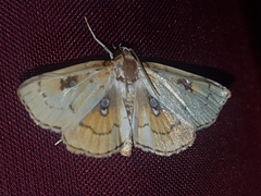 Cacographis osteolalis