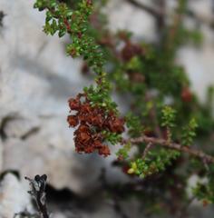 Erica saxicola