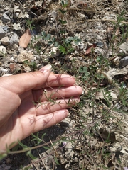 Satureja hortensis