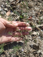 Satureja hortensis