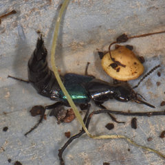 Philonthus caeruleipennis