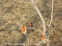Anaplectes rubriceps rubriceps