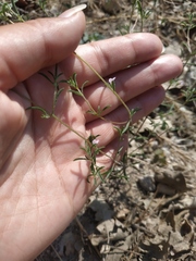 Satureja hortensis
