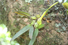 Bulbophyllum elliotii