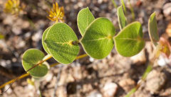 Rafnia acuminata