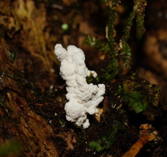 Cordyceps tenuipes