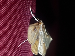 Cacographis osteolalis