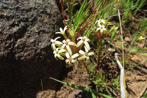 Crassula fascicularis