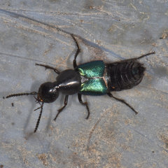 Philonthus caeruleipennis