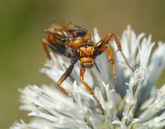 Cryptocheilus rubellus