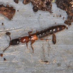 Xantholinus elegans