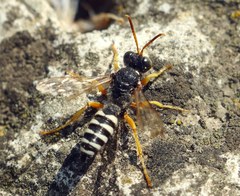 Cerceris tuberculata