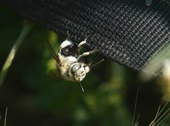 Amegilla quadrifasciata