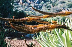 Aloe castanea