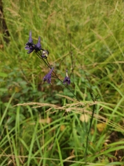 Delphinium crassifolium