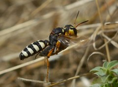 Cerceris tuberculata