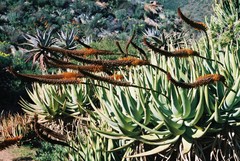 Aloe castanea