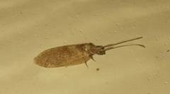 Sympherobius barberi