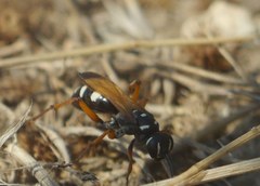 Cryptocheilus variabilis