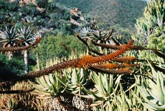Aloe castanea