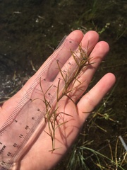 Potamogeton foliosus
