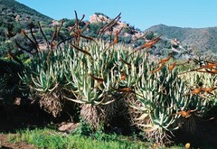 Aloe castanea