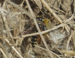 Cerceris albofasciata