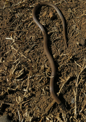 Aparallactus capensis capensis