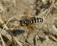 Cerceris albofasciata