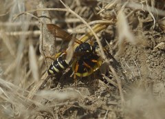 Cerceris albofasciata