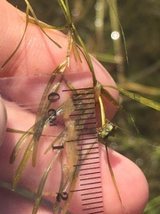 Potamogeton foliosus