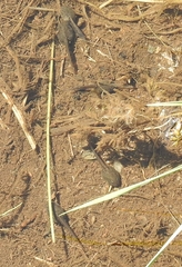 Discoglossus galganoi