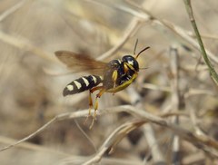 Cerceris albofasciata
