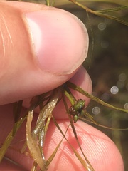 Potamogeton foliosus