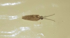 Sympherobius barberi