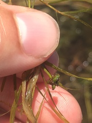 Potamogeton foliosus