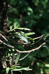 Angraecum conchiferum