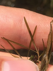 Potamogeton foliosus
