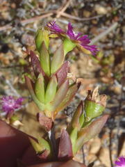 Ruschia congesta