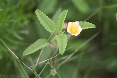 Rhynchosida physocalyx