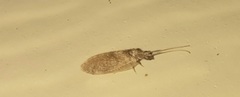 Sympherobius barberi